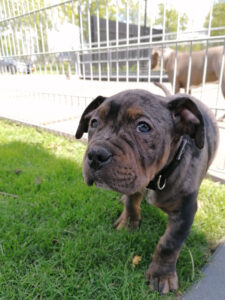 American Bully XL merle male - Camo - HQB Kennel