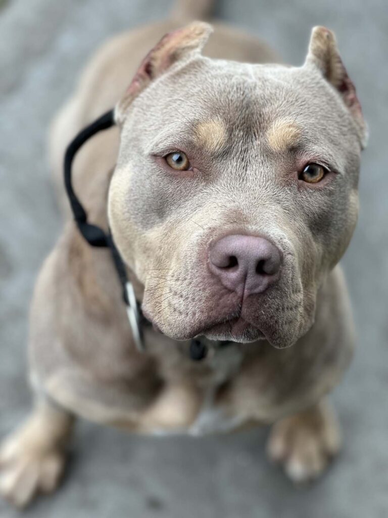 Pitbull store bully xxl